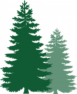 pine trees, spruce trees, evergreen trees-311512.jpg